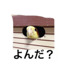 "Yuzu"（個別スタンプ：6）