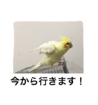 "Yuzu"（個別スタンプ：8）