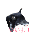 Goronosuke 3（個別スタンプ：2）