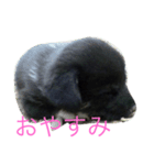Goronosuke 3（個別スタンプ：3）