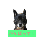 Goronosuke 3（個別スタンプ：5）