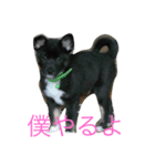 Goronosuke 3（個別スタンプ：7）