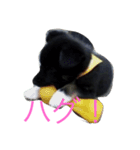 Goronosuke 3（個別スタンプ：8）