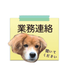 ふせん de セナたん（個別スタンプ：1）