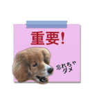 ふせん de セナたん（個別スタンプ：9）