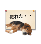 ふせん de セナたん（個別スタンプ：13）