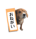 ふせん de セナたん（個別スタンプ：16）
