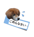 ふせん de セナたん（個別スタンプ：19）
