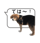 ふせん de セナたん（個別スタンプ：20）