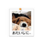 ふせん de セナたん（個別スタンプ：22）