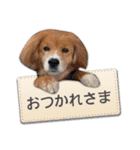ふせん de セナたん（個別スタンプ：24）