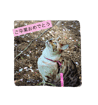 スノーベンガルゆきのごあいさつ（個別スタンプ：9）
