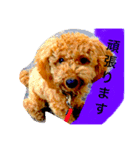 ルースタ（個別スタンプ：4）