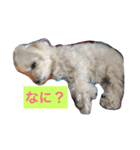 らーたん（個別スタンプ：5）