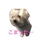 らーたん（個別スタンプ：8）
