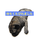 日常的会話で使うかも（個別スタンプ：4）