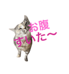 うちのにゃんにゃん♡（個別スタンプ：2）