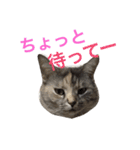 うちのにゃんにゃん♡（個別スタンプ：18）