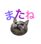 うちのにゃんにゃん♡（個別スタンプ：22）