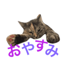 うちのにゃんにゃん♡（個別スタンプ：23）