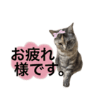 うちのにゃんにゃん♡（個別スタンプ：24）