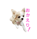 ちわわ日和り（個別スタンプ：2）
