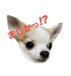 ちわわ日和り（個別スタンプ：3）