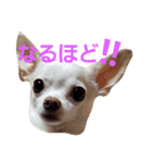 ちわわ日和り（個別スタンプ：4）