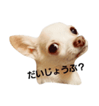 ちわわ日和り（個別スタンプ：7）