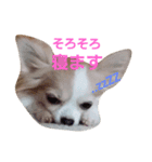 ちわわ日和り（個別スタンプ：11）