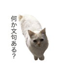 眉間が強めの猫（個別スタンプ：1）