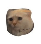 眉間が強めの猫（個別スタンプ：3）