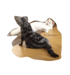 眉間が強めの猫（個別スタンプ：4）