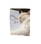 眉間が強めの猫（個別スタンプ：6）
