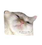 眉間が強めの猫（個別スタンプ：7）