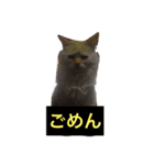 眉間が強めの猫（個別スタンプ：8）