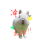 ジェイドスタンプ（個別スタンプ：1）