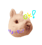 ジェイドスタンプ（個別スタンプ：5）