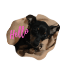 愛犬ポリス（個別スタンプ：1）