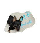 愛犬ポリス（個別スタンプ：8）
