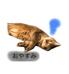 猫好きの人のスタンプです（個別スタンプ：1）
