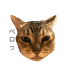 猫好きの人のスタンプです（個別スタンプ：2）