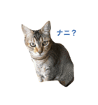 猫好きの人のスタンプです（個別スタンプ：3）