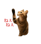 猫好きの人のスタンプです（個別スタンプ：4）