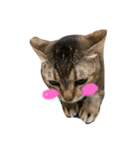 猫好きの人のスタンプです（個別スタンプ：7）