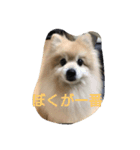 しゅわ（個別スタンプ：1）