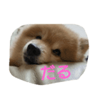 しゅわ（個別スタンプ：2）