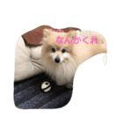 しゅわ（個別スタンプ：3）