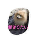 しゅわ（個別スタンプ：6）