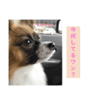 パピヨンの日常（個別スタンプ：3）